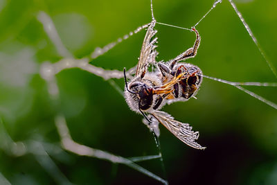 Close-up of bee in spider web