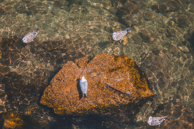 High angle view of seagull on rock