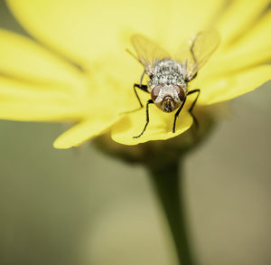 Close-up of insect on yellow flower