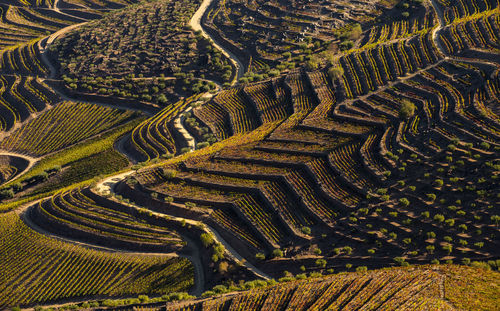 Unesco world heritage, the beautiful endless lines of douro valley vineyards.