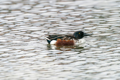 Close-up of shoveler duck in lake