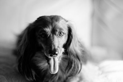 Close-up portrait of dog