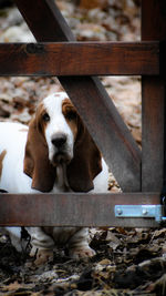 Portrait of dog by gate