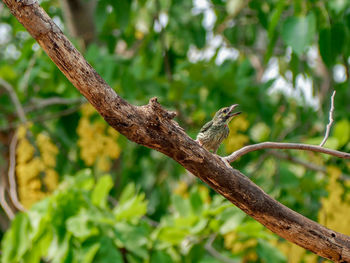 Low angle view of bird perching on branch