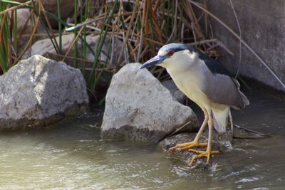 Bird in water