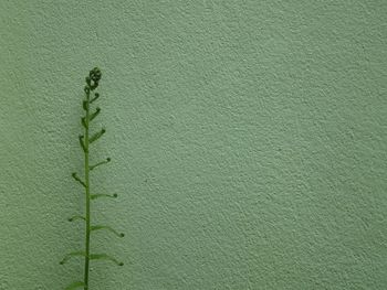 Close-up of plant against wall