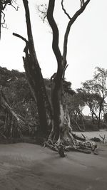 Trees on landscape against clear sky