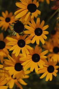 Close-up of yellow flowers blooming outdoors