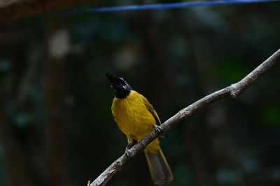 Close-up of bird perching on branch