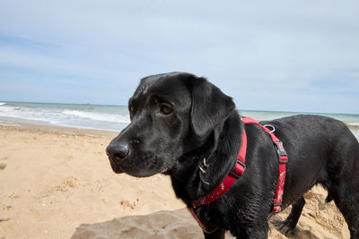 Dog on the beach