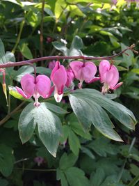 Close-up of pink flower