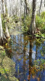 Reflection of trees in water