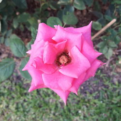 Close-up of pink flower blooming outdoors