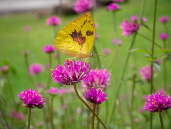 Close-up of butterfly pollinating on pink flower