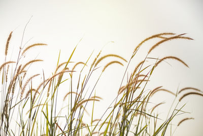 Close-up of wheat field against clear sky