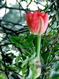 Close-up of flower blooming outdoors