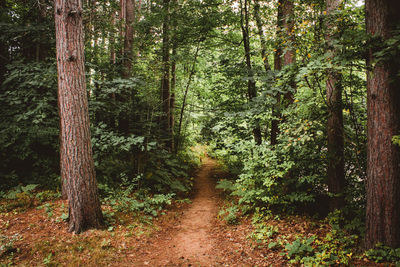 Trail amidst trees in forest