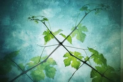 Plants growing on a tree