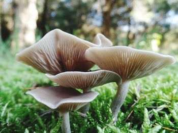 Close-up of mushroom growing in forest