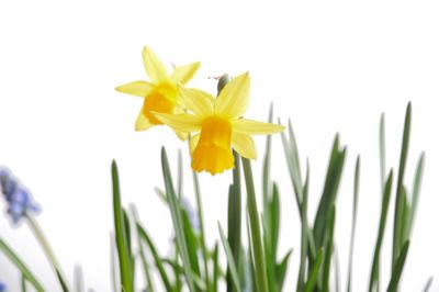 Close-up of yellow daffodil flowers against white background