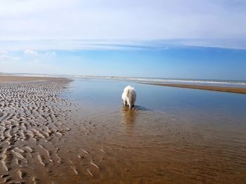 View of a dog on beach