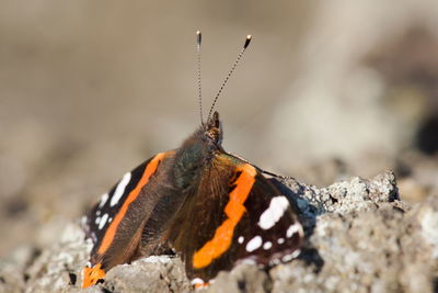 Red admiral on rocks