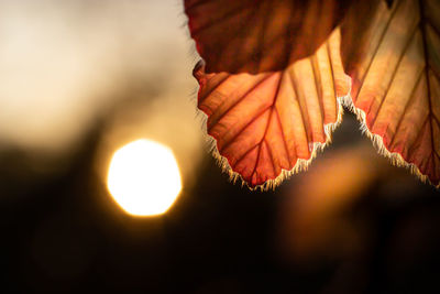 Close-up of autumnal leaves during sunset