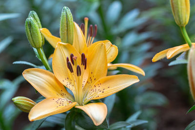 Close-up of yellow lily