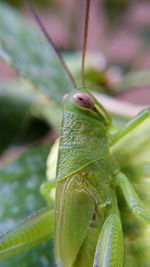 Close-up of insect on leaf