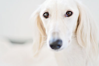 Purebred white saluki sighthound or gazehound can trace its roots back to ancient egypt. 