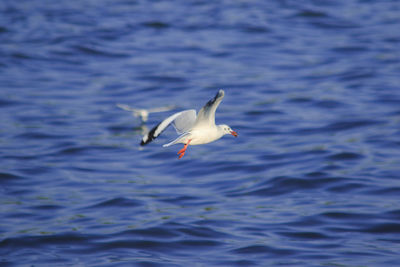 Seagull flying over sea