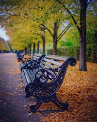 Autumn trees in park