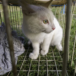 Close-up of a cat looking away
