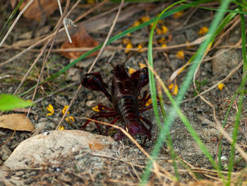 High angle view of insect on land