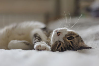 A gray striped kitty is dozing on a light blanket. close-up. soft selective focus.