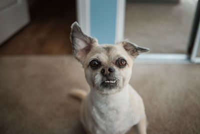 Portrait of dog on floor at home