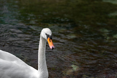 Close-up of swan swimming in lake