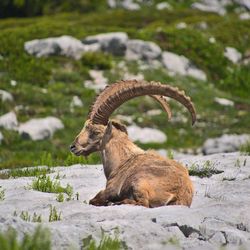 Ibex on rock