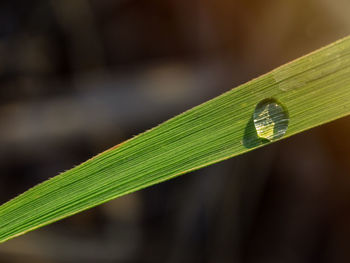 Close-up of green leaf on grass