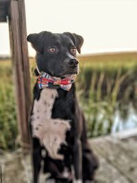 Close-up of a dog looking away