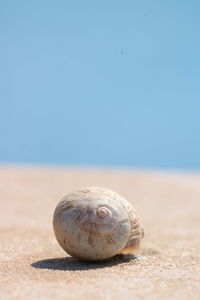 Close-up of snail on sand at beach against clear sky