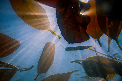 Close-up of fish swimming in sea