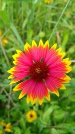 Close-up of yellow flower