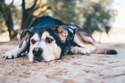 Close-up portrait of dog