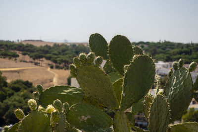 Close-up of prickly pear cactus against clear sky