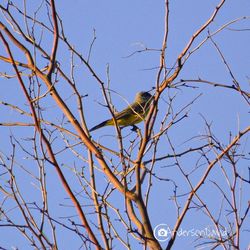 Low angle view of bird perching on tree