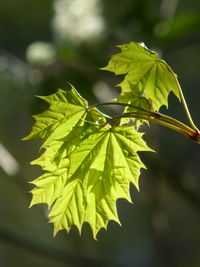 leaf