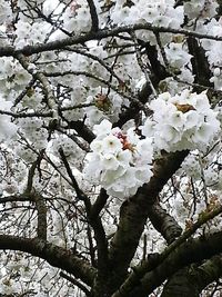 Low angle view of cherry blossoms