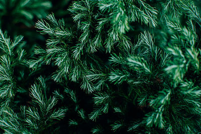 Top view of green fir tree leaves lush foliage natural background.