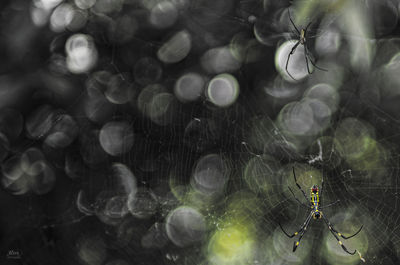 Close-up of spider on web